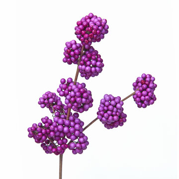 Baies de Callicarpa bodinieri en hiver	
