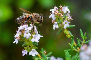 Bee pollinates thyme flowers on green blurred background