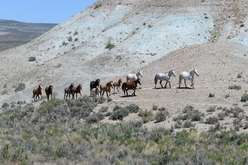 Wild Mustang Horses in Colorado