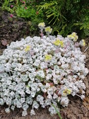 unusual gray and silver sedum Cape Blanco with yellow flowers on a flower bed with Alpine plants. floral wallpaper background