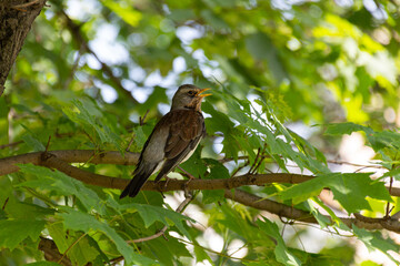 Fieldfare bird sitting on a branch of maple tree.
