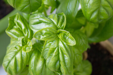 Liście bazylii w doniczce. 31.05.2021 17:30