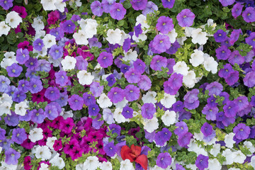 Obraz premium blooming petunias in pink purple and white colors