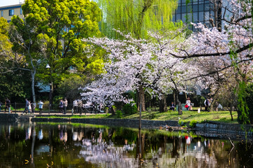 東京都台東区 春の上野公園 不忍池と桜 