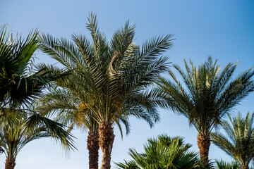 Obraz premium Palms on the tropical resort