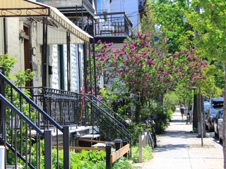 Beautiful residential street in Montreal urban area in summer with lilac flowers and expensive houses during housing crisis and mortgage increase. City lifestyle in the Plateau Mont Royal neighborhood