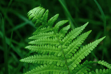 slice of green fern leaf site backgrounds