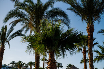 Fototapeta na wymiar Palms on the tropical resort