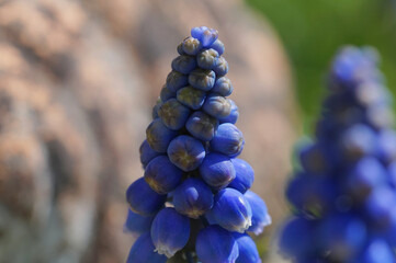 Frühling im Garten: Zwerghyazinthe