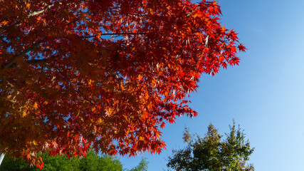 한국, 단풍나무의 느낌 / Maple trees in Korea