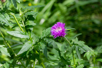 Stokesia laevis blooming purple flowers.