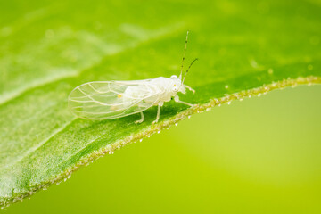 Very small cacopsylla annulata on a green leaf with blurred background