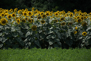 Sunflowers bloom along the Front Range in Serbia, SRB