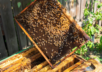Frame with bees near the beehive