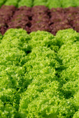 Fresh Frillice Iceberg lettuce leaves, Salads vegetable hydroponics farm