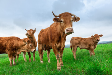 Curious Cows Looking at Camera. Grazing Herd of Cows with Young on Green Grass