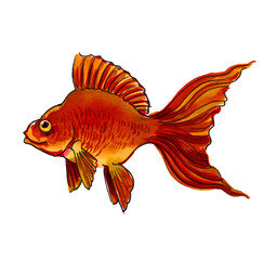 Fototapeta premium Golden fish on white background. Ink and watercolor drawing