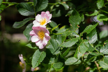 Blooming pink doge rose flowers in a park.