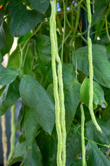 Organic yard long Bean (Vigna unguiculata) on agriculture field.
