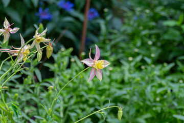 Beautiful spring flowers blooming in a park