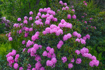 Fototapeta premium Blumen