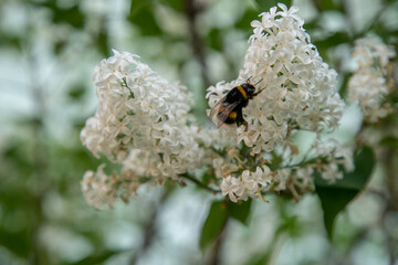 A bee collects nectar from white lilac flowers. There is free space for inserts.