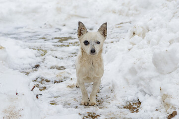 White dog in snow