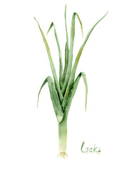 watercolor drawing of vegetables - whole leek, sketch