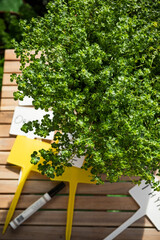 Growing Fresh Thyme  Herbs in Flowerpot on Balcony