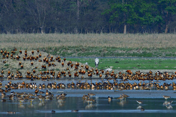 Flocks Of Various Species Of Migratory Birds Are Resting In The Wetland