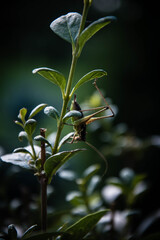 Grasshopper on a green branch