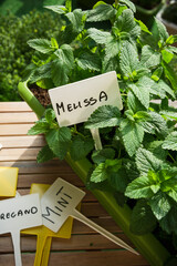 Pot With fresh Herb Melissa Growing on Balcony in Eco Bio Home Urban Garden. Fresh Produce