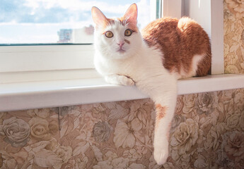 A ginger adult cat lies on the windowsill.