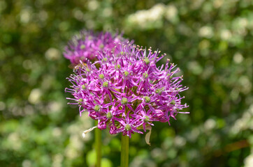 lila Blume