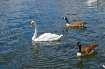 Schwan und Gänse