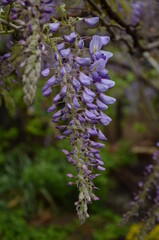 Obraz premium flowers in the garden
