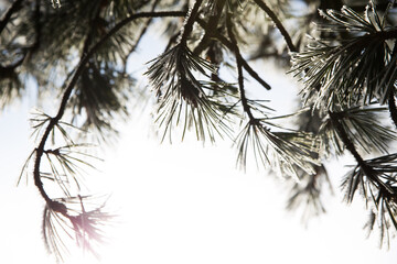 Nadelbaum im Winter bei Frost und Schnee