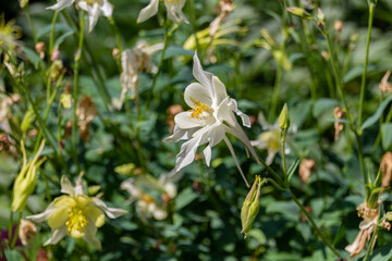Fototapeta na wymiar Blooming white aquilegia fragrans flowers.
