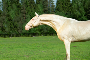 portrait  of beautiful creamello purebred akhalteke young stallion  posing  near forest. Russia