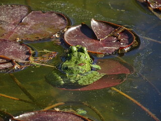 green frog with round eyes sits on a water lily in a pond in spring