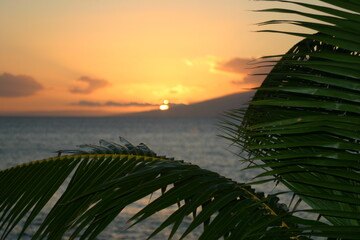 Hawaiian Tropical Sunset Showing the Sky Gradually Changing Color to Bright Orange with Palm Fronds in the Foreground