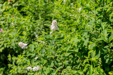 Blooming spring flowers in garden