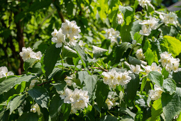 Blooming white Jasmine flowers in garden