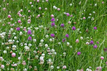 Meadow with blooming clover flowers