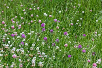 Meadow with blooming clover flowers