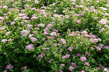 Blooming pink flowers in park during summer