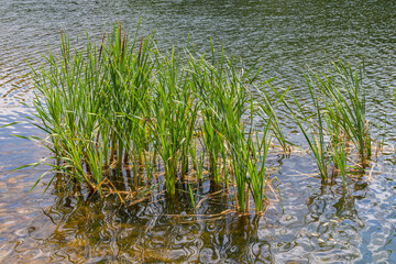 Scirpus plants in pond in Moscow park