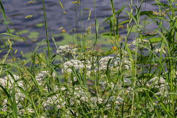 Blooming small white flowers near the pond