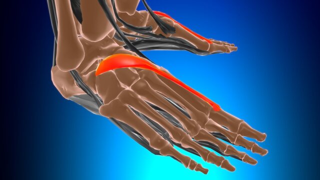 Extensor hallucis brevis Muscle Anatomy For Medical Concept 3D