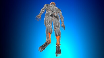 Calcaneal tendon Anatomy For Medical Concept 3D